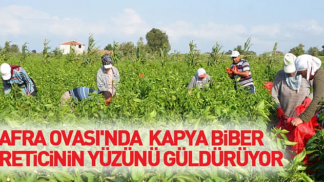 Bafra Ovası'nda kapya biber üreticinin yüzünü güldürüyor