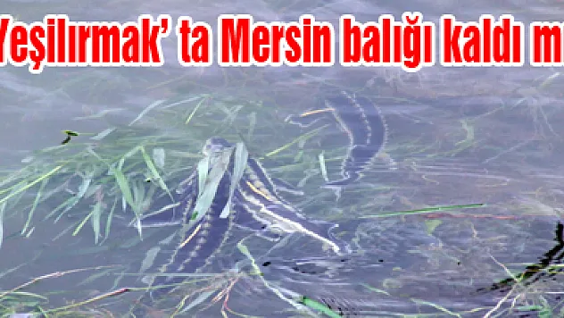 Yeşilırmak' ta Mersin balığı kaldı mı?