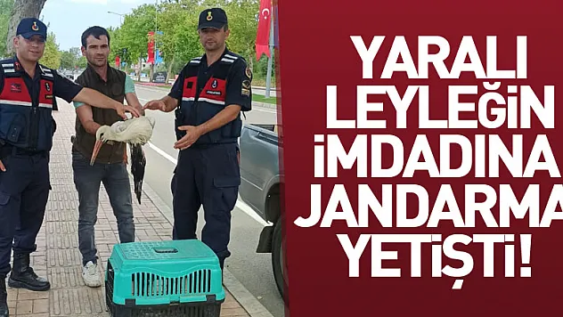 Yaralı leyleğin imdadına jandarma yetişti!