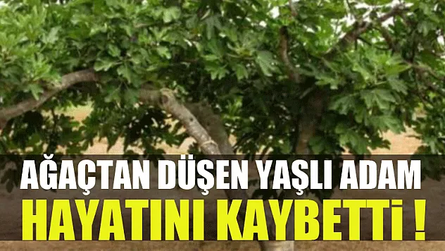 Ağaçtan düşen yaşlı adam hayatını kaybetti