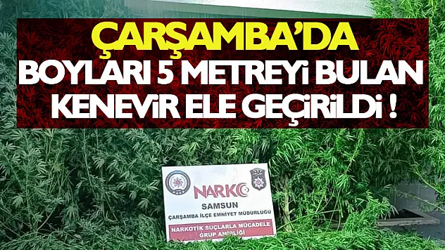 Boyları 5 metreyi bulan kenevir ele geçirildi