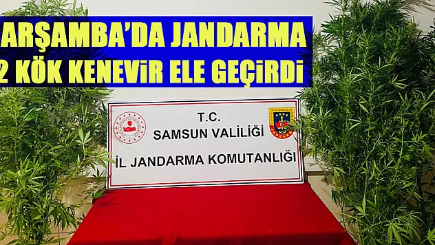 Jandarma 12 kök kenevir ele geçirdi: 1 gözaltı