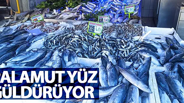 Palamut yüz güldürüyor