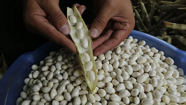 Samsun'un Nebiyan fasulyesi pazara inmeden tarladan satılıyor