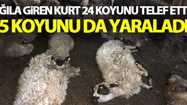 Ağıla giren kurt 24 koyunu telef etti, 15 koyunu da yaraladı