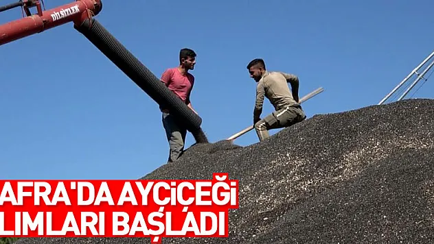 Bafra'da ayçiçeği alımları başladı