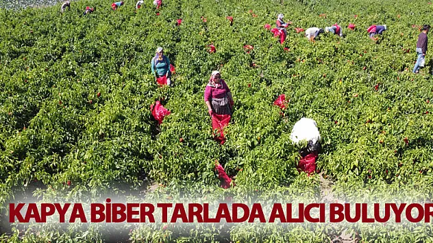 Kapya biber tarlada alıcı buluyor