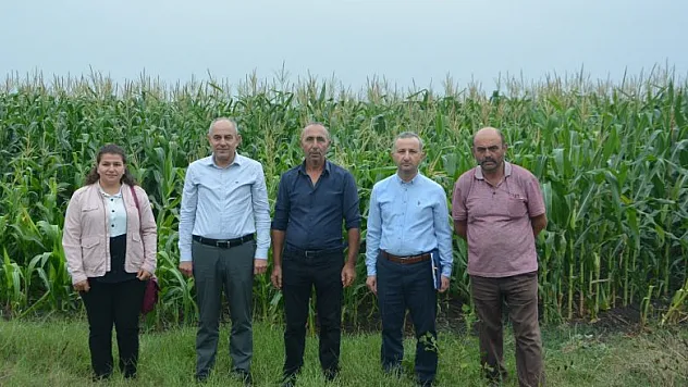 Silajlık mısır hasadı devam ediyor