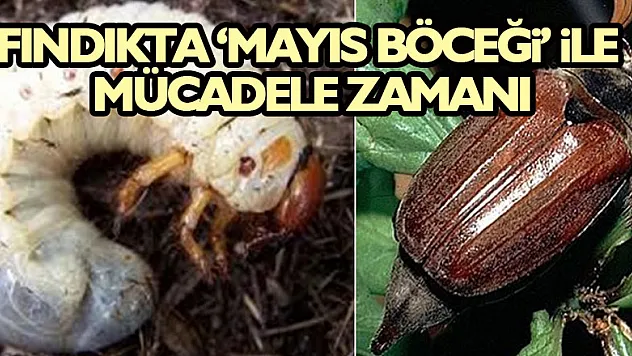 Fındıkta 'mayıs böceği' ile mücadele zamanı