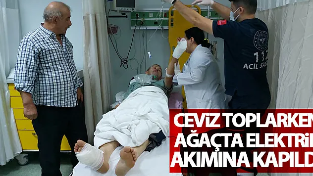 Ceviz toplarken ağaçta elektrik akımına kapıldı