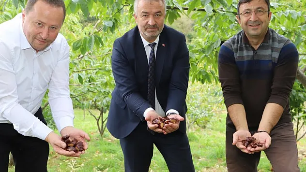 Nebiyan kestanesinde çeşit analizi devam ediyor