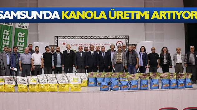 Samsun'da kanola üretimi artıyor