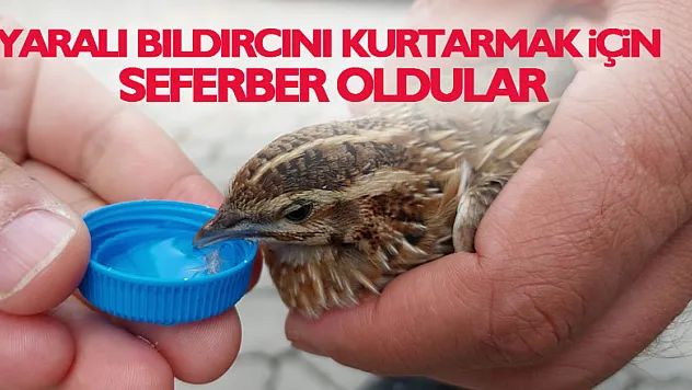 Çevik kuvvet polisi yaralı bıldırcın için seferber oldu