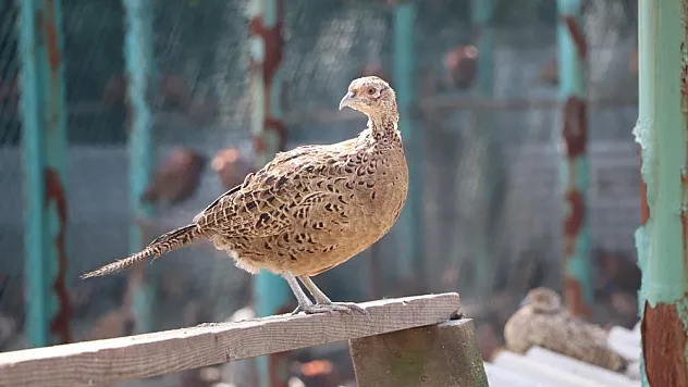 Samsun'dan Türkiye'ye sülün ve geyik