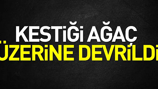 Kestiği Ağaç Üzerine Devrildi
