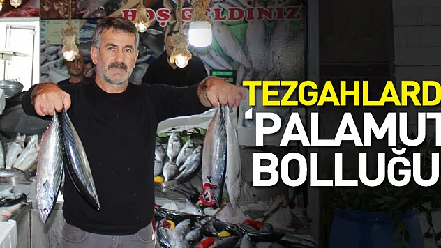 Tezgahlarda 'Palamut' bolluğu!