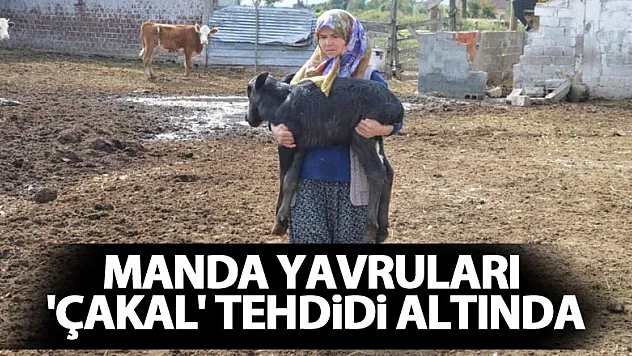 Manda yavruları 'çakal' tehdidi altında