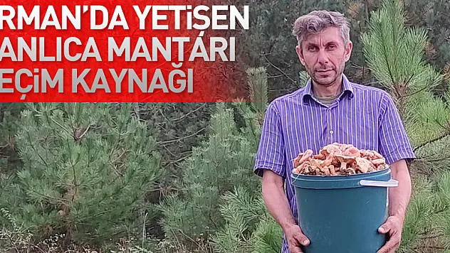 Ormanlık alanda yetişen kanlıca mantarı vatandaşların geçim kaynağı oldu