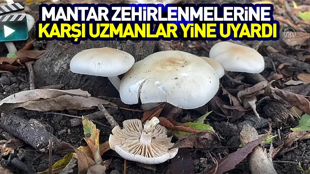 Mantar zehirlenmelerine karşı uzmanlar yine uyardı