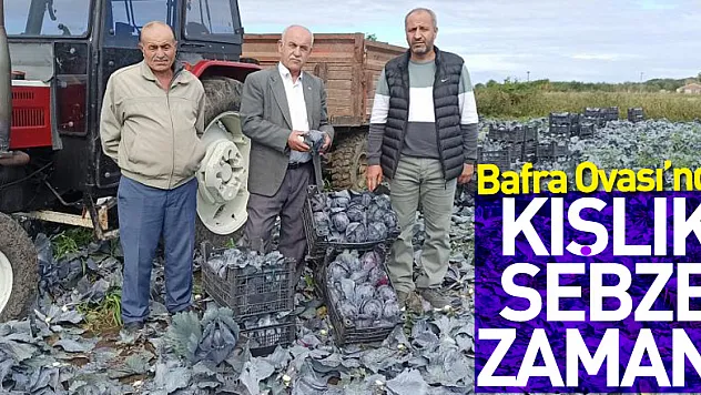 Bafra Ovası'nda kışlık sebze zamanı