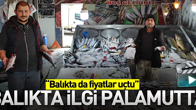 Balıkta ilgi Palamutta
