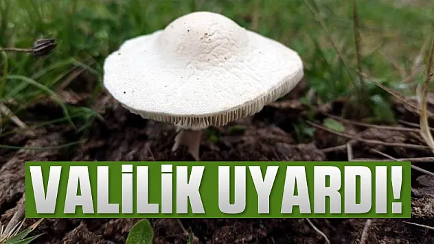 Mantardan zehirlenmeler arttı, valilik uyardı