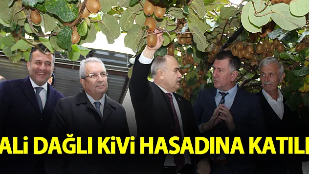 Vali Dağlı Kivi Hasadına Katıldı
