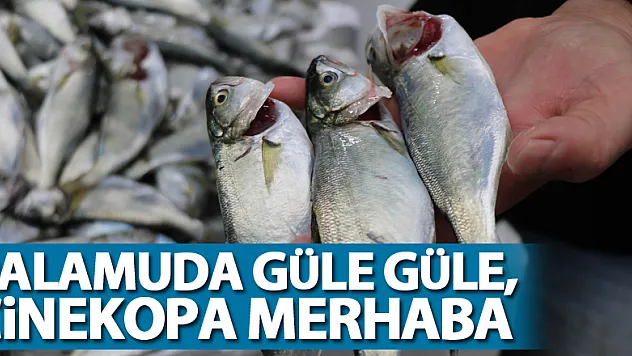 Palamuda güle güle, çinekopa merhaba