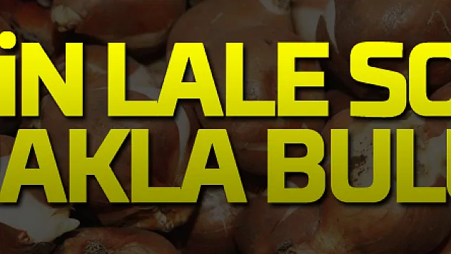 150 bin lale soğanı toprakla buluştu
