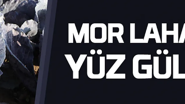 Bafra Ovası'nda mor lahana hasadı yüz güldürüyor