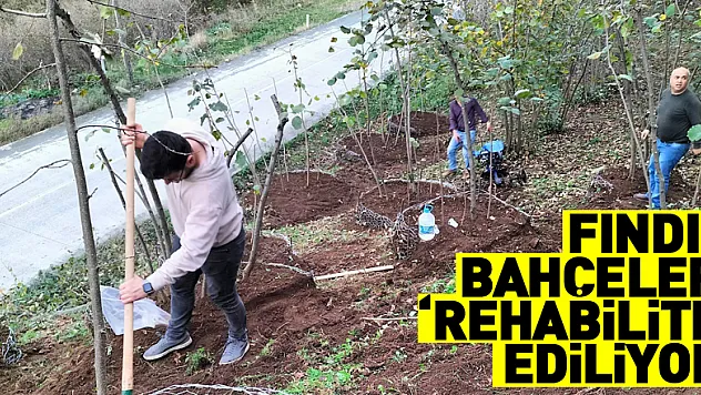 Fındık bahçeleri 'rehabilite' ediliyor