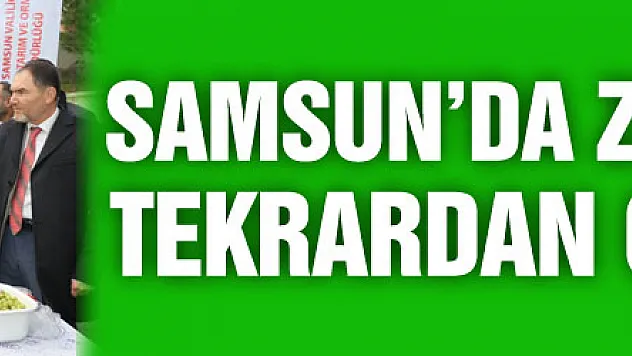 Samsun'da zeytin tarımı tekrardan canlanıyor