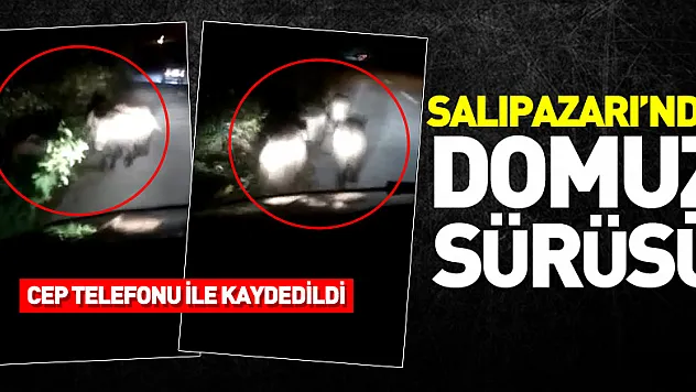 Salıpazarı'nda Domuz Sürüsü Görüntülendi