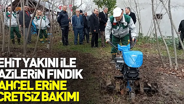 şehit yakını ile gazilerin fındık bahçelerinin bakımı ücretsiz yapılacak