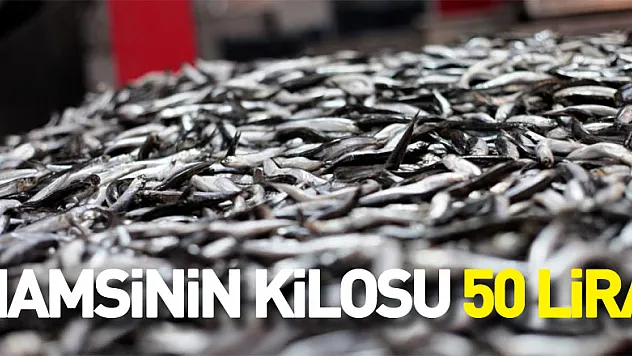 HAMSİNİN KİLOSU 50 LİRA