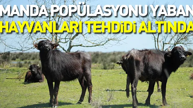 Deltadaki manda popülasyonu yaban hayvanları tehdidi altında
