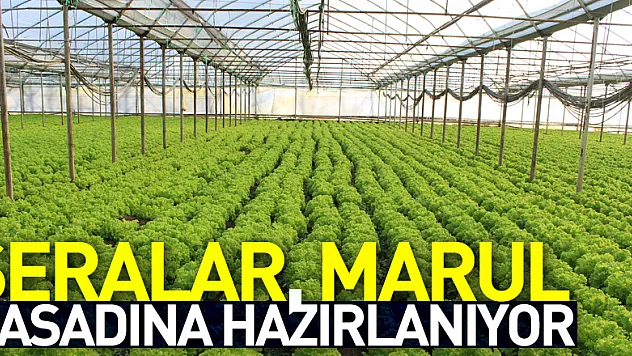 Seralar, Marul Hasadına Hazırlanıyor