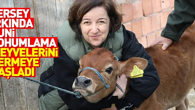 Jersey ırkında suni tohumlama meyvelerini vermeye başladı