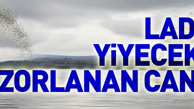 Ladik Gölü'nde yiyecek bulmakta zorlanan canlılara yem