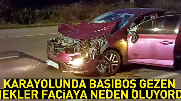 Karayolunda başıboş gezen inekler faciaya neden oluyordu