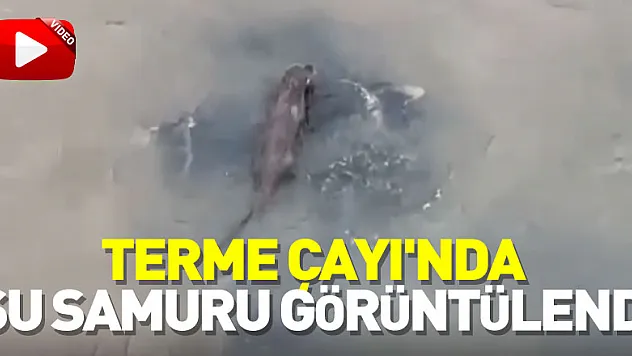 Samsun'da Terme Çayı'nda su samuru görüntülendi