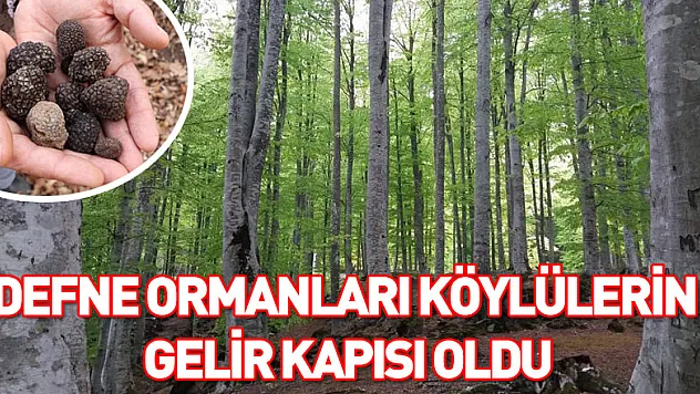 Defne ormanları köylülerin gelir kapısı oldu