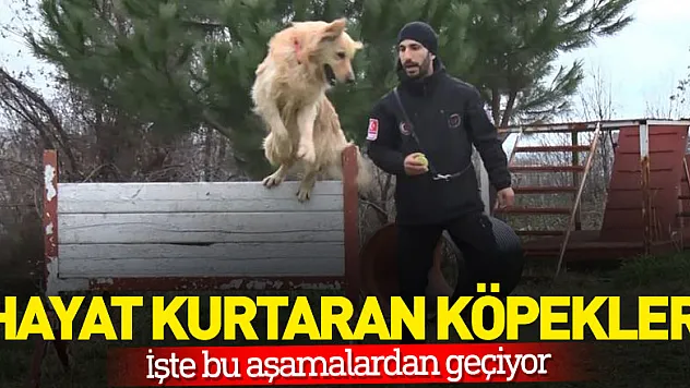 Hayat kurtaran köpekler işte bu aşamalardan geçiyor