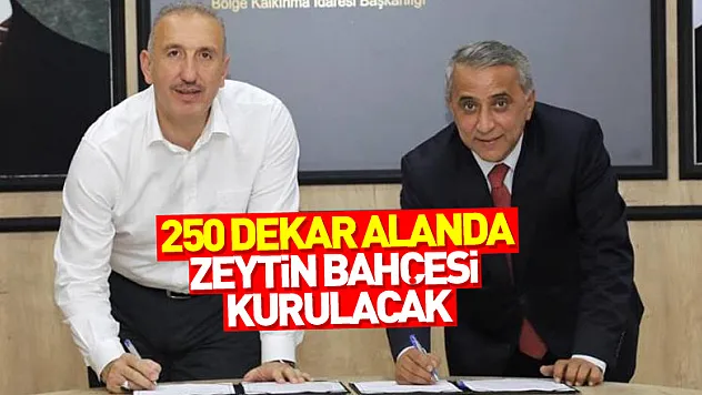 Samsun'da 250 dekar alanda zeytin bahçesi kurulacak