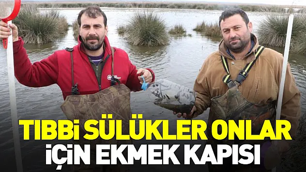 Tıbbi sülükler onlar için ekmek kapısı oluyor