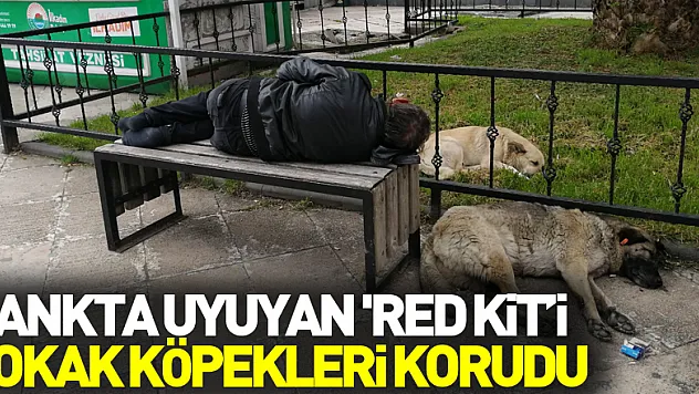 Bankta uyuyan 'Red Kit'i yanına yatan sokak köpekleri korudu