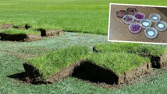 Saha çimleri dirençli hale gelecek