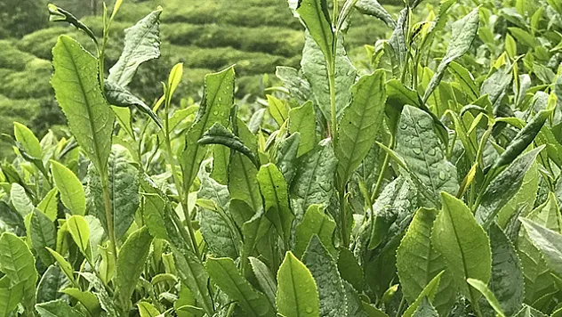 ÇAYKUR üreticilere 379 milyon lirayı aşkın destekleme ödemesi yaptı