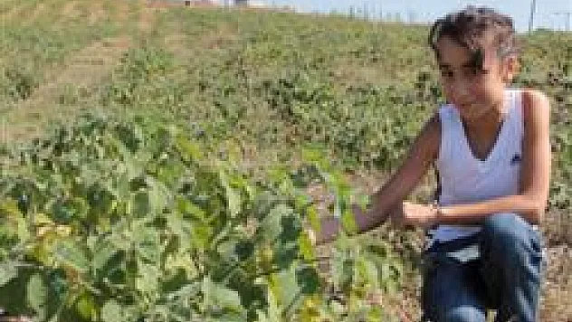 Altın Çilek yüz güldürdü