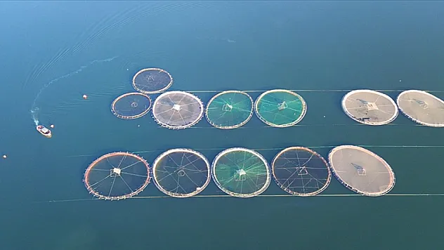 Türk somonu ihracatında hedef ülke çeşitliliğini artırmak